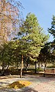 烏魯木齊市植物園內的獐子松