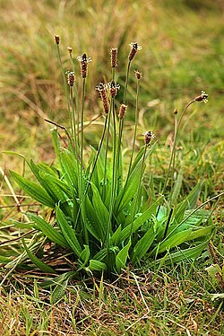 Plantago lanceolata3.jpg