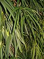 Steineibe (Podocarpus macrophyllus) Steineibengewächse (Podocarpaceae)