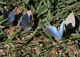 Polyommatus phyllis