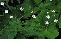 Ranunculus platanifolius