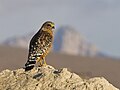 red shouldered hawk in california