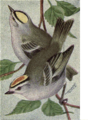 Reed-golden-crowned-kinglets.png