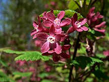 Ribes sanguineum 03762.JPG