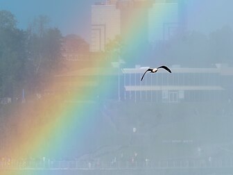 Gaivota-de-delaware (Larus delawarensis) e um arco-íris sobre o rio Niágara, Canadá. É uma gaivota de tamanho médio (43–54 cm). O nome do gênero vem do latim Larus, que parece referir-se a uma gaivota ou outra ave marinha de grande porte. O nome específico delawarensis refere-se ao rio Delaware. Essas aves são oportunistas e se adaptaram bem a levar alimentos quando descartados ou mesmo deixados sem vigilância pelas pessoas. É considerada uma praga por muitos banhistas devido à sua disposição de roubar comida desprotegida em praias lotadas. Os pássaros se reúnem em praias, marinas, docas e parques onde as pessoas os alimentam manualmente. (definição 4 608 × 3 456)