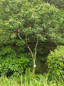 喺廣州二龍山花園入面種嘅四川巴豆