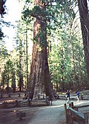 Uitgeholde California Tree in Yosemite National Park