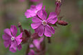 Silene Dioica