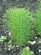 Хвощ великий (Equisetum telmateia)