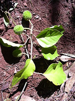 Starr 040105-0100 Croton guatemalensis.jpg