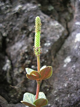 Пеперомия четырёхлистная (Peperomia tetraphylla). Цветущий побег