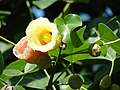 Pau-rosa do Pacífico (Thespesia populnea), um dos símbolos da ilha