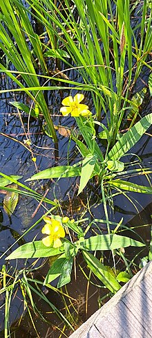 Suur tulikas (Ranunculus lingua)