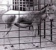 Historische Aufnahme eines Syrischen Wildesels im Londoner Zoo