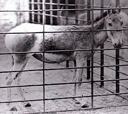 Sīrijas savvaļas ēzelis Londonas zoodārzā, 1872. gada foto attēls