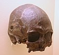 En la foto el cráneo del esqueleto conocido como hombre de Tepexpan. Algunas hipótesis lo atribuyen a una mujer. Su datación ha variado aunque se le supone una antigüedad de unos 4700 años.