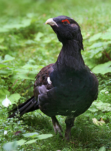 Обыкновенный глухарь (Tetrao urogallus)