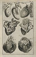 心臓の解剖図