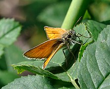 Hespérie du dactyle photographié en Allemagne.