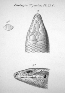 Tête d'un lézard, vue du dessus et de gauche. Une écaille pentagonale unique avec trois arêtes bien visible est visible à gauche. Le texte « Zoologie 3e partie, Pl. 22 C. » est au-dessus des images.