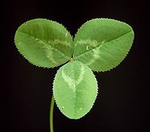 White clover (Trifolium repens) Trifolium repens 07 ies.jpg