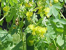 Tropaeolum peregrinum2.jpg