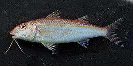 Upeneus parvus