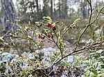 Blomstrande blåbärsris i Utterviks naturreservat.