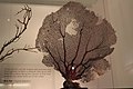 Gorgonia flabellum