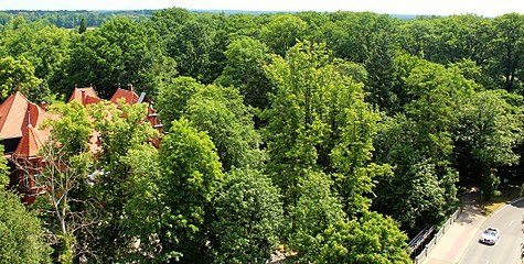 Blick vom Bad Liebenwerdaer Lubwartturm auf das Wäldchen