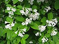 タニウツギの白花品種