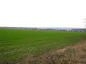 Winter wheat in early spring. The end of march.