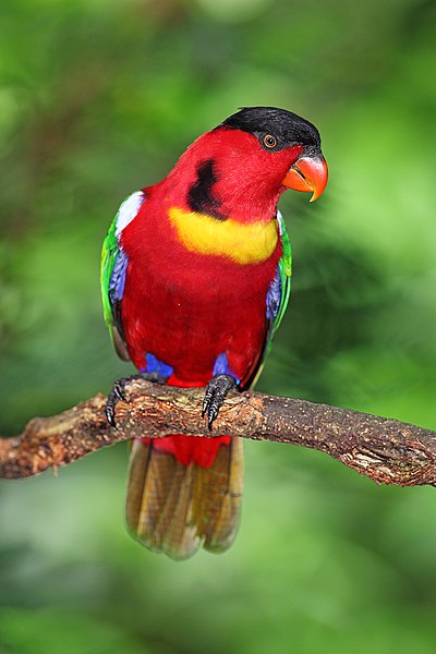 400px-Yellow-bibbed-Lory-lorius-chlorocercus.jpg