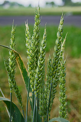 Geweune terwe (Triticum aestivum)