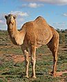 07. Camel Profile, near Silverton, NSW, 07.07.2007.jpg