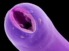 Mikroskopický kolorovaný záběr na ústní otvor hlístice rodu Cucullanus. Samotný červ je vybarven fialově, s o něco světlejším okrajem ústního otvoru. Ve vnitřní dutině lze pozorovat některé přídatné struktury