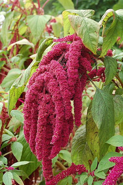 File:3836 - Amaranthus caudatus (Zieramaranth).JPG