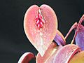 Acianthera prolifera 05.jpg