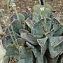 Miniatura para Adromischus triflorus