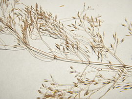 Agrostis ×murbeckii