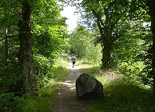 Almnäs gårds gamla allé