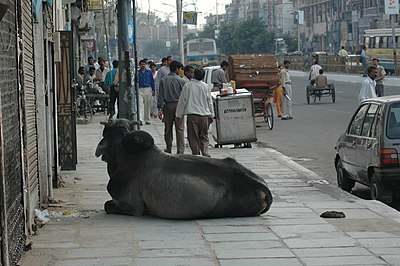 http://upload.wikimedia.org/wikipedia/commons/thumb/4/43/Animal-sagrado_Nova-Deli_India.jpg/400px-Animal-sagrado_Nova-Deli_India.jpg