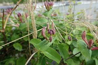 La flore du jardin.