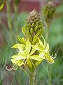 Asphodeline taurica