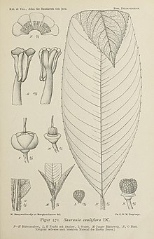 Botanical illustration of Saurauia cauliflora showing its defining characters