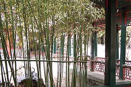 Bambú al Jardí del Palau d’Estiu