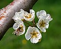 Platz 4: Aristeas - Honigbiene in Birnenblüten auf einer Streuobstwiese bei Billensbach. Die Streuobstwiese ist typisch für das Landschaftsschutzgebiet „Schmidbachtal - Oberes Bottwartal mit Seitentälern und umgebenden Gebietsteilen“ im Landkreis Heilbronn in Baden-Württemberg