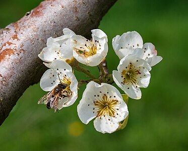 4. Platz: Honigbiene in Birnenblüten auf einer Streuobstwiese bei Billensbach Foto: Aristeas