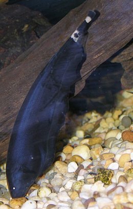 Juodoji vairauodegė peiliažuvė (Apteronotus albifrons)