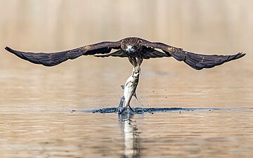 A black kite adapting to the habitat and becoming an excellent fish hunter on a cold February winter morning in Taudaha Lake, Kirtipur, Kathmandu Valley, Nepal Photograph: Prasan Shrestha